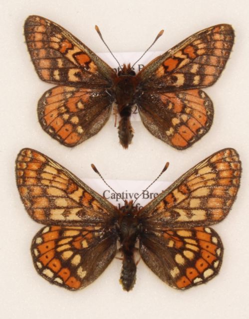 Marsh fritillary pair (aberration virgata) Internet Image property of respective owner, non-commercial use only